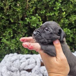 Kev - Black male Great Dane puppy in Granby, Missouri from HCR Great Danes