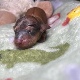 Delta - Red female Dachshund puppy in Littlestown, Pennsylvania from Little Kisses Doxies