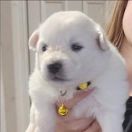 Belle - White female American Eskimo Dog puppy in Grants Pass, Oregon from SnH Eskies