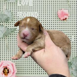 Girl 4 - Red female Cavapoo puppy in Coshocton, Ohio from Forever Family Puppies