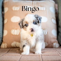 Bingo - Blue merle female Miniature American Shepherd puppy in Puyallup, Washington from TRAILS END Minis