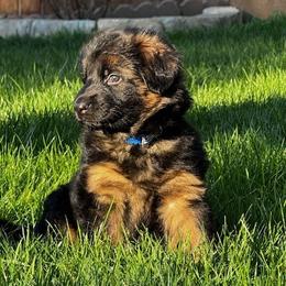 1st Pick Blue - Black and red female German Shepherd puppy in Snohomish, Washington from Wataha Shepherds
