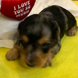 MICKI AKC REGISTERED MALE - Dapple male Dachshund puppy in Elizabethtown, Kentucky from Teeny Tiny Puppy Tails