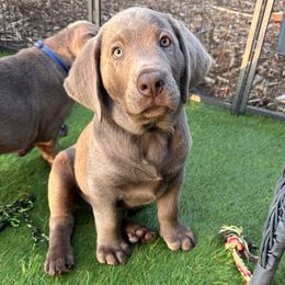 Black collar - Silver male Dilute Retriever puppy in Valley Center, California from Stunning Silver Bullets Labradors