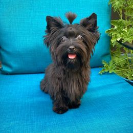 Echo - Black female Chihuahua puppy in Michigan from Fanciful Thrills Kennel