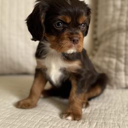 Teddy - Chocolate male Cavalier King Charles Spaniel puppy in Beckley, West Virginia from By Design Doodles