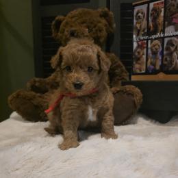 Red collar boy - Red  male Goldendoodle puppy in Bristol, Tennessee from 4goldendoodles