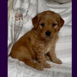 Boy 2 - Apricot male Goldendoodle puppy in Sterling, Connecticut from Justine’s Retrievers and Doodles