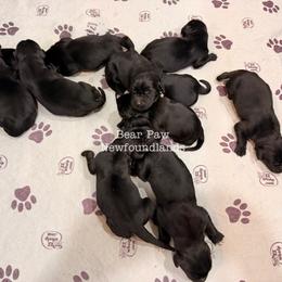 Eight - Black male Newfoundland puppy in Tully, New York from Bear Paw Newfoundlands