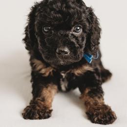 Cavapoo Puppies from PuppybuddyUSA