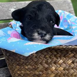 Brownie - (Brownie Batter) - White and black female Bordoodle puppy in Canfield, Ohio from Poo's Doo's & Inu's