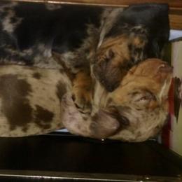 Dachshund Puppies from Honey Creek Doxies