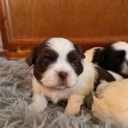 Boy 2 - Liver and white male Shih Tzu puppy in Peoria, Arizona from Jodi’s Shihtzus