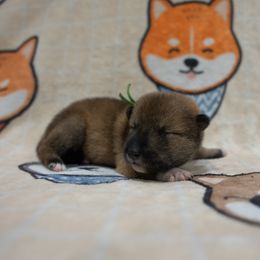 Green Collar - Red sesame male Shikoku puppy in Pennsylvania from Aoiyama Sou Shikoku Kennel