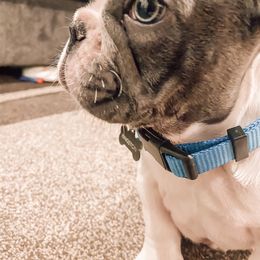 French Bulldog Puppies from De Lux Frenchies