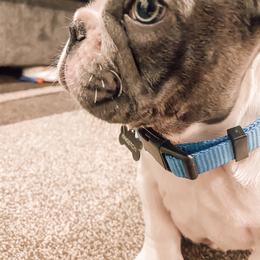 French Bulldog Puppies from De Lux Frenchies