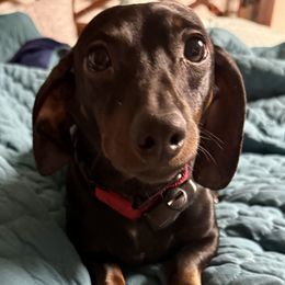 Boone - Dachshund