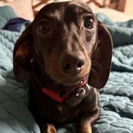 Boone - Dachshund