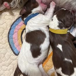 King - Liver white and tan male English Springer Spaniel puppy in Borrego Springs, California from Desert Willow Kennel
