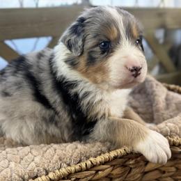 Boy 3: Cashew - Blue merle male Australian Shepherd puppy in Volant, Pennsylvania from Addie's Aussies
