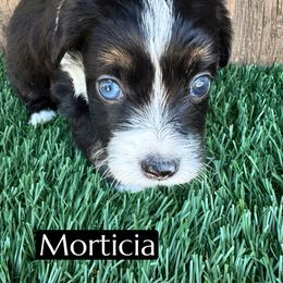 Morticia - Black tri-color female Aussiedoodle puppy in Bakersfield, California from Annie's Aussies
