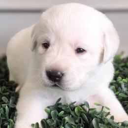 Mona Lisa - Yellow female Labrador Retriever puppy in Pittsburgh, Pennsylvania from Kingridge Kennels