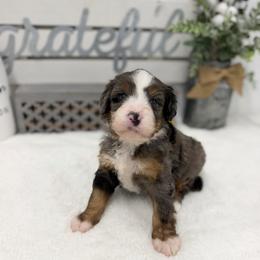 Miss Fanta - Blue merle female Bernedoodle puppy in Hegins, Pennsylvania from Bubbling Springs Doodles, LLC