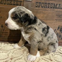 Roy - Blue merle male Aussiedoodle puppy in Orange Cove, California from Sand Creek Ranch Aussiedoodles
