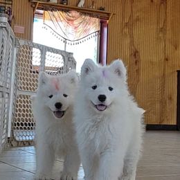 Samoyed Puppies from Limelight Samoyeds