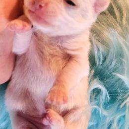 Chavez - White male Chihuahua puppy in Gerald, Missouri from OutLaw Chihuahua's