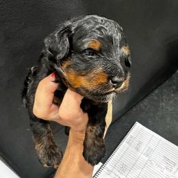 Timber - Tri-color male Bernedoodle puppy in Macon County, North Carolina from Mountain Doodles