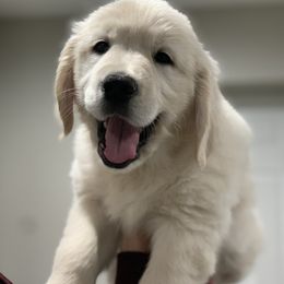 Golden Retriever Puppies from Dreaming Tree Goldens