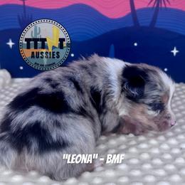 Leona - Blue merle female Australian Shepherd puppy in Tucson, Arizona from TTTNT Aussies