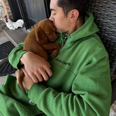 James the Mini Irish Setter - Mahogany male Irish Setter puppy in Orem, Utah from Rocky Mountain Irish Setters