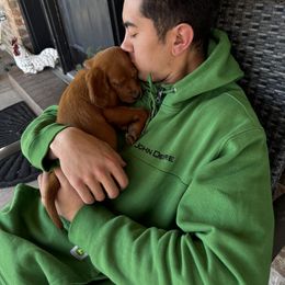 James the Mini Irish Setter - Mahogany male Irish Setter puppy in Orem, Utah from Rocky Mountain Irish Setters