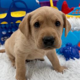 Red - Yellow male Labrador Retriever puppy in Heath Springs, South Carolina from Rich Hill Retrievers