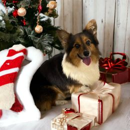 American Corgi and Pembroke Welsh Corgi Puppies from Beebe’s Corgis