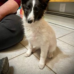 Fuji - White and black female Shetland Sheepdog puppy in Kaycee, Wyoming from Heavenly Shelties