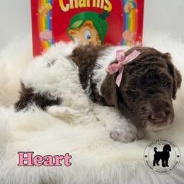 Heart - Chocolate female Goldendoodle puppy in Ponchatoula, Louisiana from Real Life Furrytales