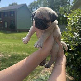 Winston - Fawn Pug puppy in Matthews, North Carolina from Pugs & Loves
