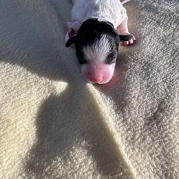 Girl 3 - Parti female Schnoodle puppy in Columbia, South Carolina from DM Schnoodles and schnauzers