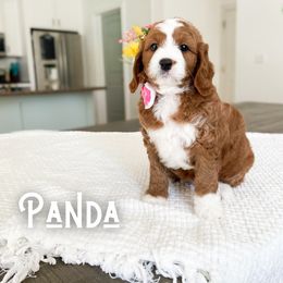 Bernedoodle and Cavapoo Puppies from Wonderful World Doodles