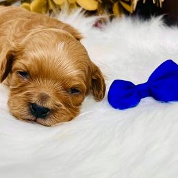 Noble - Red male Cavapoo puppy in Nixa, Missouri from Davis Family Doodles