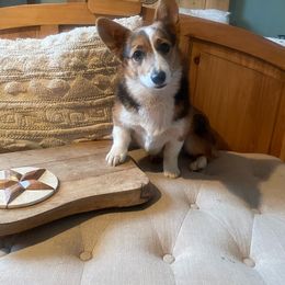 Tot - Pembroke Welsh Corgi puppy in Hinton, Oklahoma from Corgi Farms