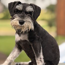 Mason - Miniature Schnauzer