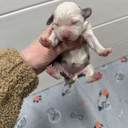 Girl 3 - Blue merle female Aussiedoodle puppy in Heber City, Utah from Junipersdoodles