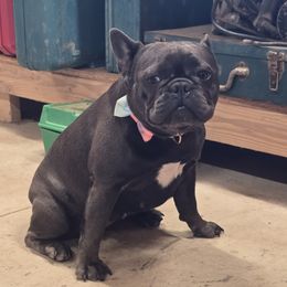 French Bulldog puppies from James River French Bulldogs