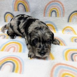 Aussiedoodle, Australian Shepherd, Bernedoodle, Cockapoo, and Poodle Puppies from Sis' Doodles & Poodles