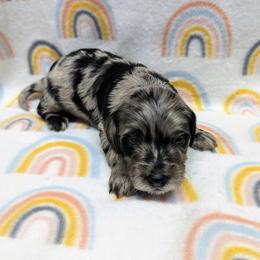 Aussiedoodle, Australian Shepherd, Bernedoodle, Cockapoo, and Poodle Puppies from Sis' Doodles & Poodles