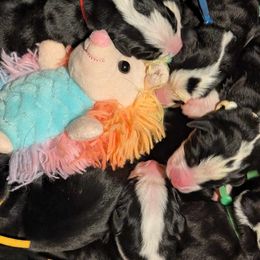 Yellow boy - Black, white and red Greater Swiss Mountain Dog puppy in Hockessin, Delaware from Simply Swissies